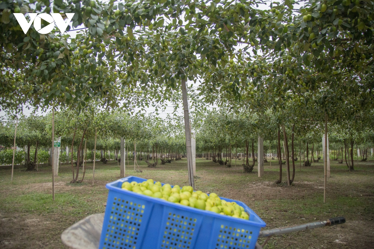 Thăm vườn táo muối đặc sản được "săn lùng" dịp Tết ở Hải Phòng - Ảnh 6