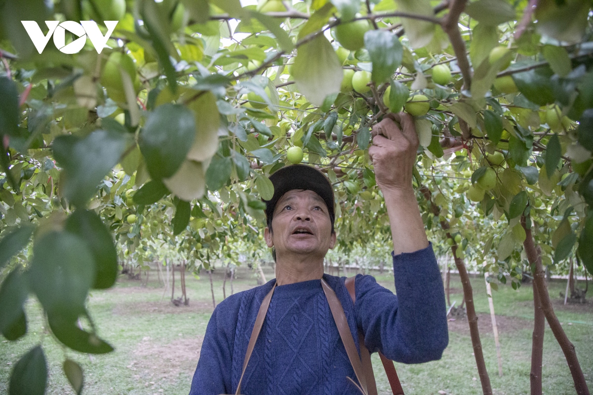 Thăm vườn táo muối đặc sản được "săn lùng" dịp Tết ở Hải Phòng - Ảnh 7