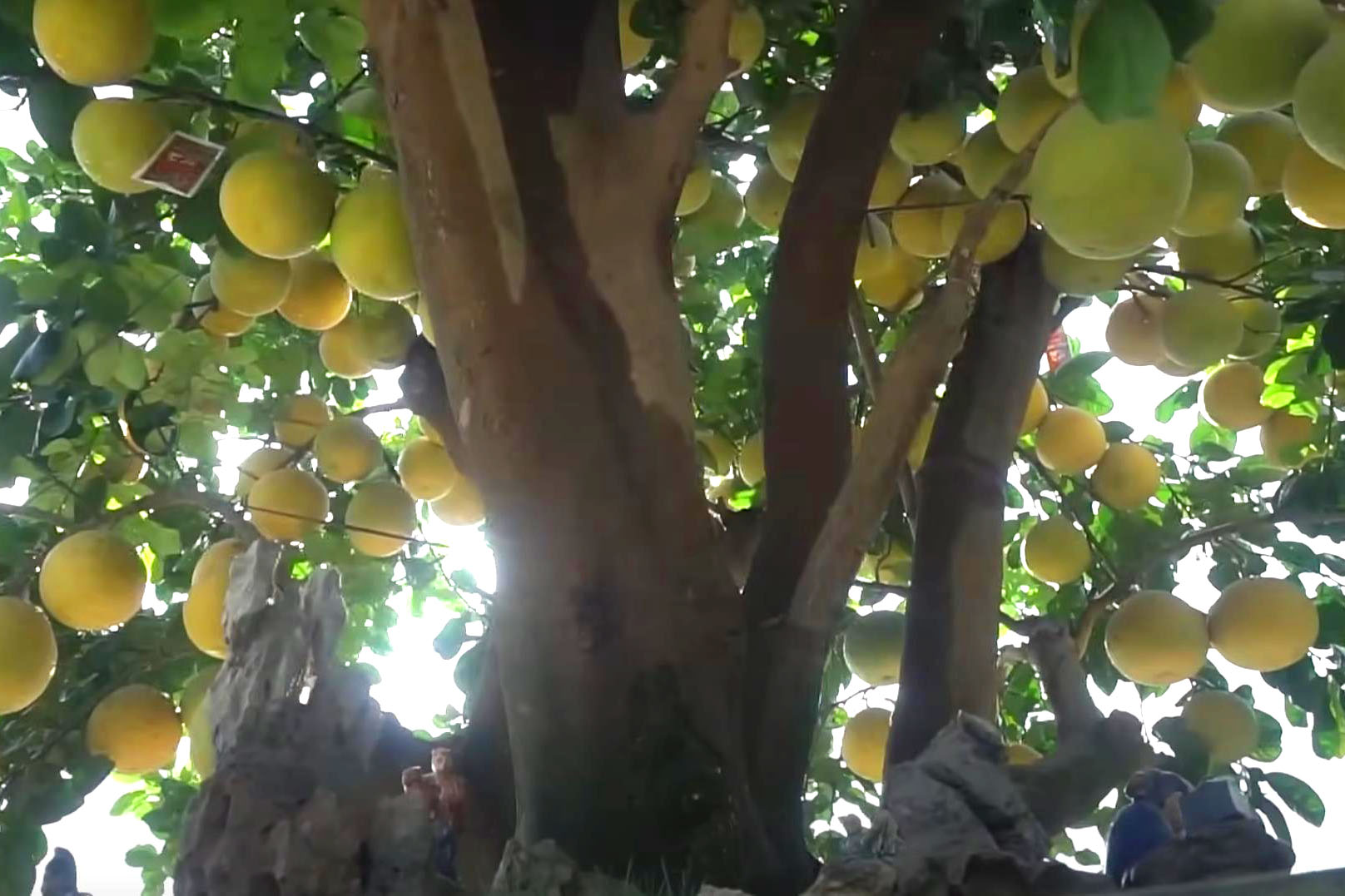 “Đốt tiền” kiểu đại gia: Cây bưởi “cổ thụ” hơn 350 trái, giá thuê Tết trăm triệu vẫn tranh nhau đặt cọc - Ảnh 7