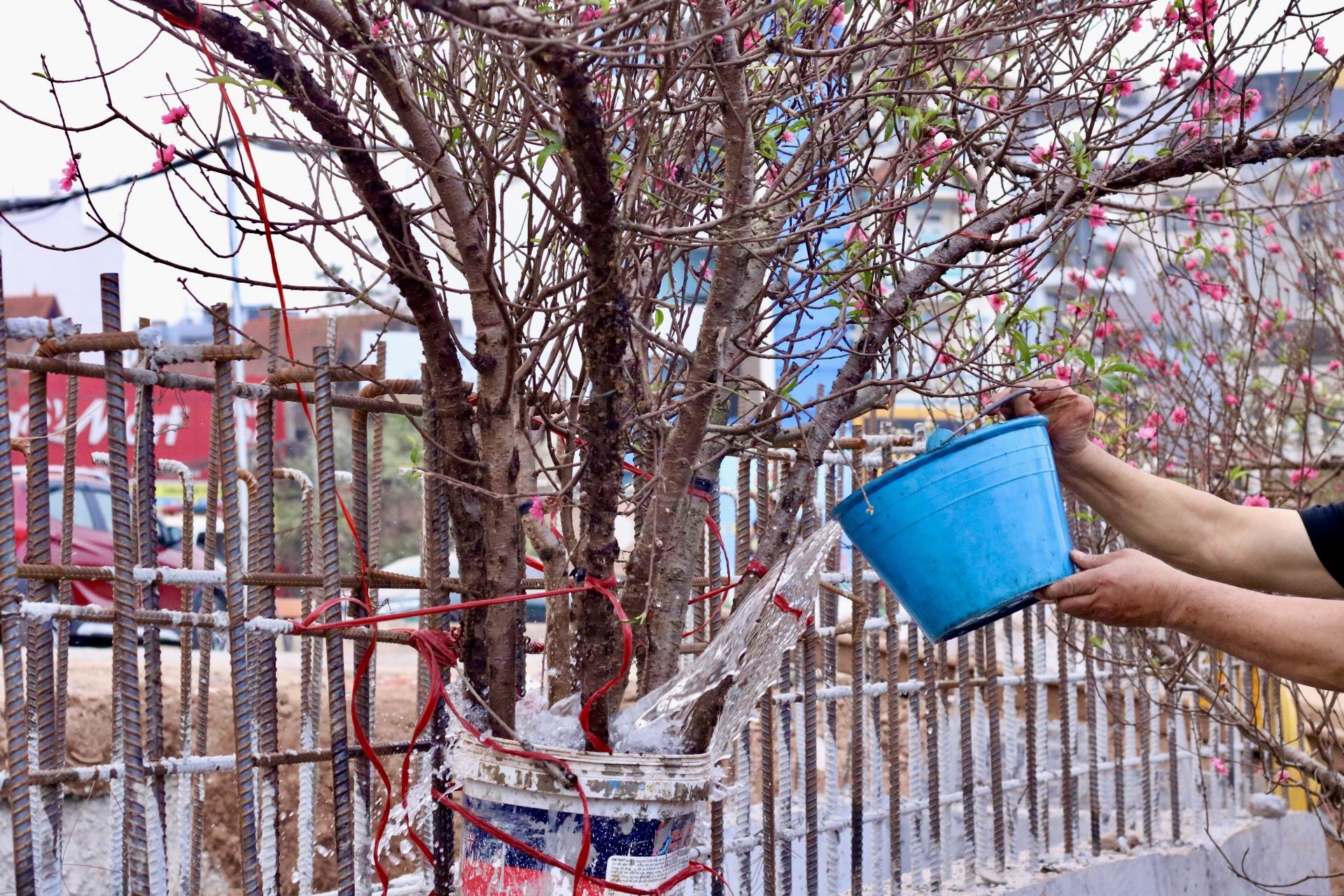 Đào Nhật Tân xuống phố, khoe sắc đón Tết sớm - Ảnh 4