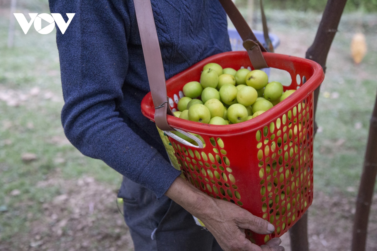 Thăm vườn táo muối đặc sản được "săn lùng" dịp Tết ở Hải Phòng - Ảnh 8