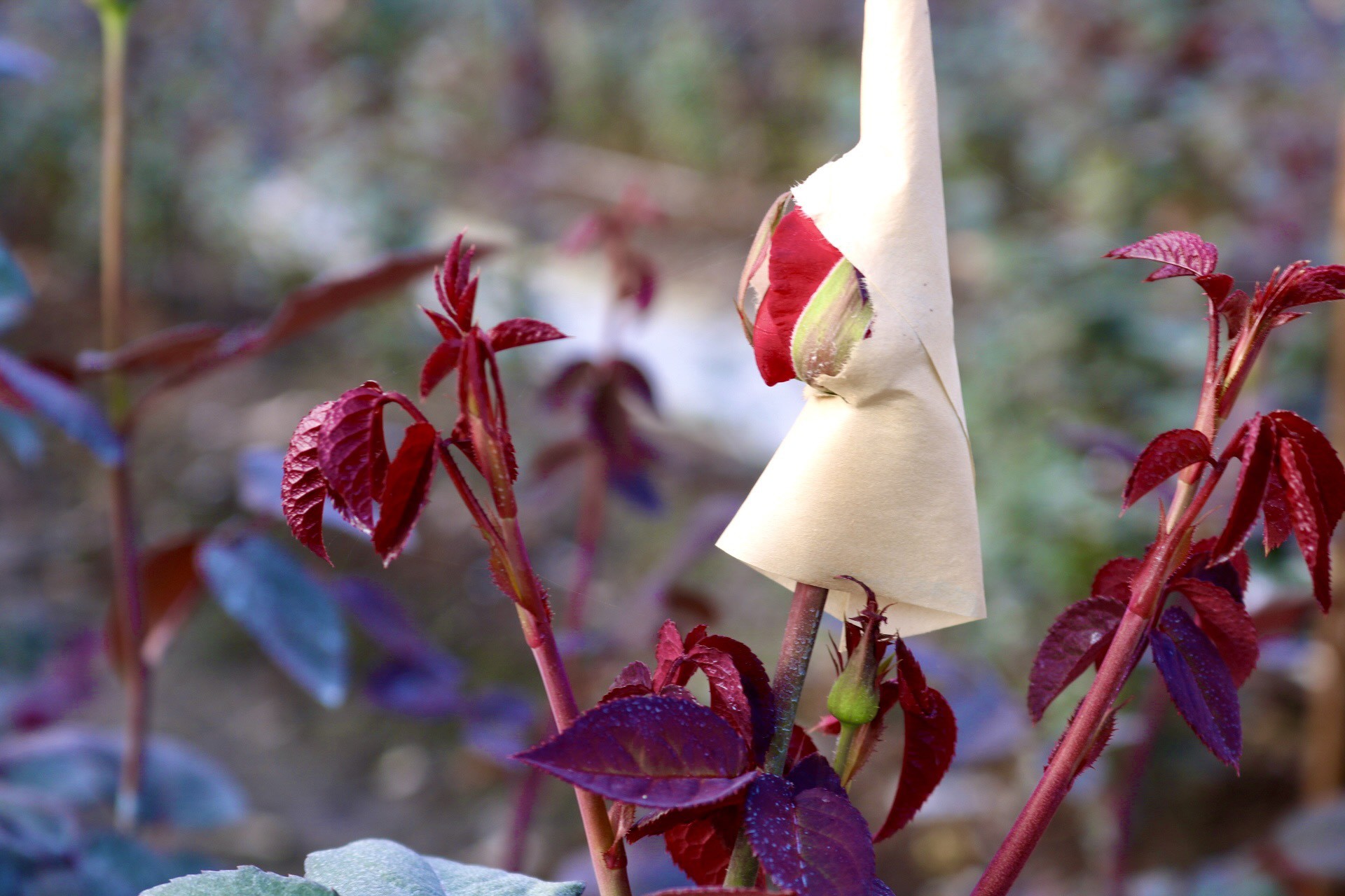 Thủ phủ hoa lớn nhất xứ Thanh: Người làm vườn trông chờ vụ Tết để 'gỡ vốn' - Ảnh 12