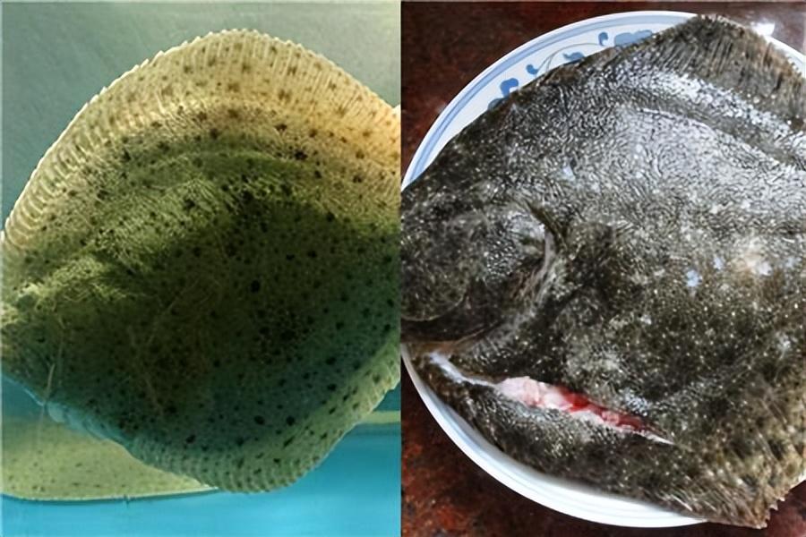 Khi mua cá ăn Tết, người thông minh sẽ chọn 3 loại này, người bán thế nào cũng khen bạn nức nở - Ảnh 4