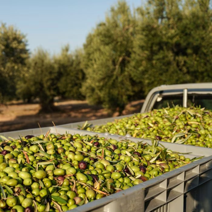 Cơn sốt loại quả 'vàng lỏng' ở một quốc gia châu Âu: Giá tăng gấp đôi lên gần 250 triệu/tấn, xuất hiện cả nạn trộm cắp - Ảnh 3