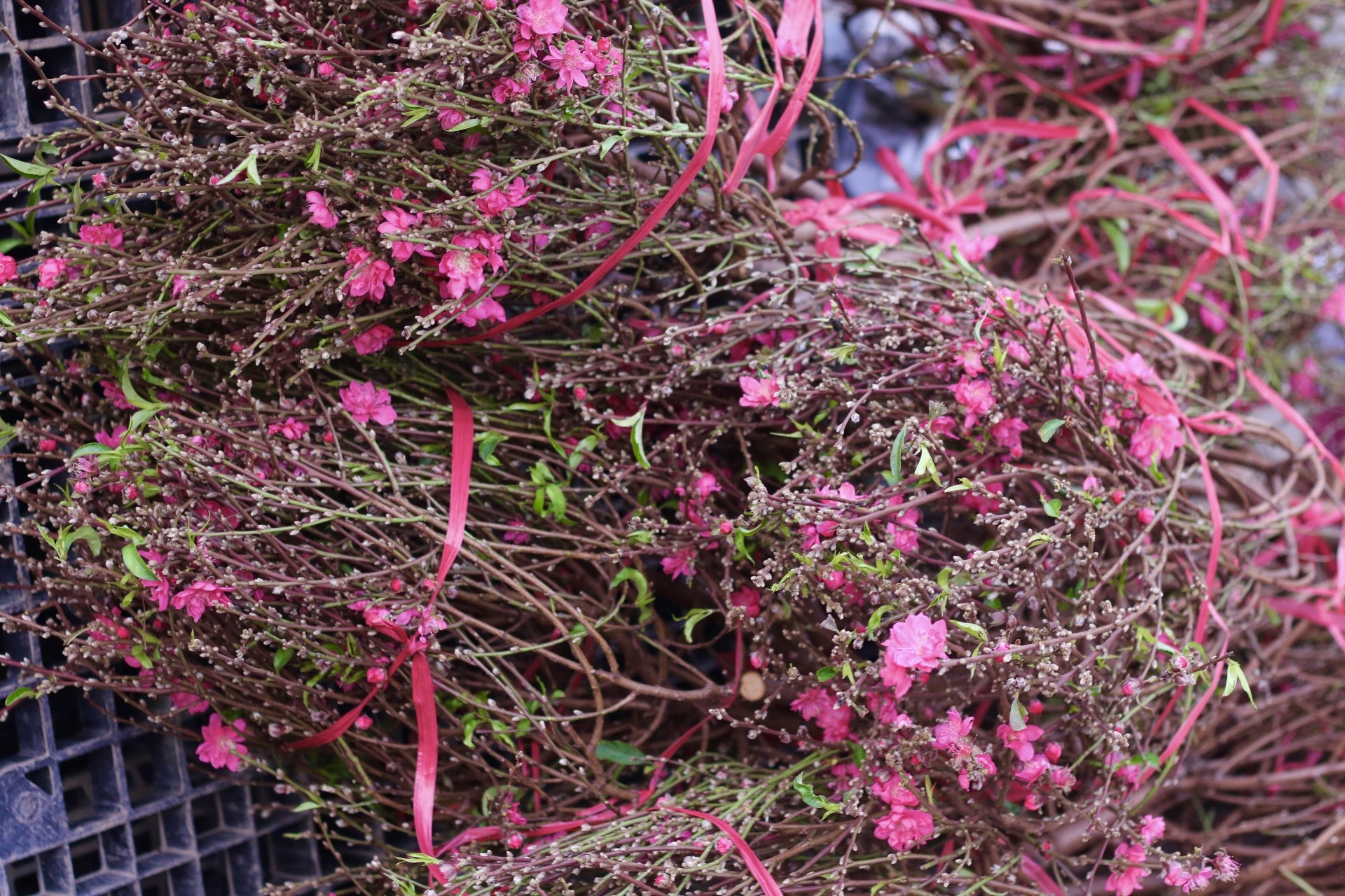 Đào Nhật Tân xuống phố, khoe sắc đón Tết sớm - Ảnh 13