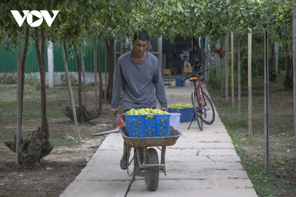 Thăm vườn táo muối đặc sản được "săn lùng" dịp Tết ở Hải Phòng - Ảnh 9