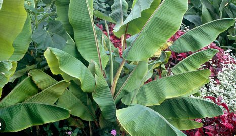 Loại lá gói xôi ở Việt Nam ra nước ngoài thành sản vật giá nửa triệu/kg, xuất khẩu thu về chục tỷ/năm - Ảnh 2