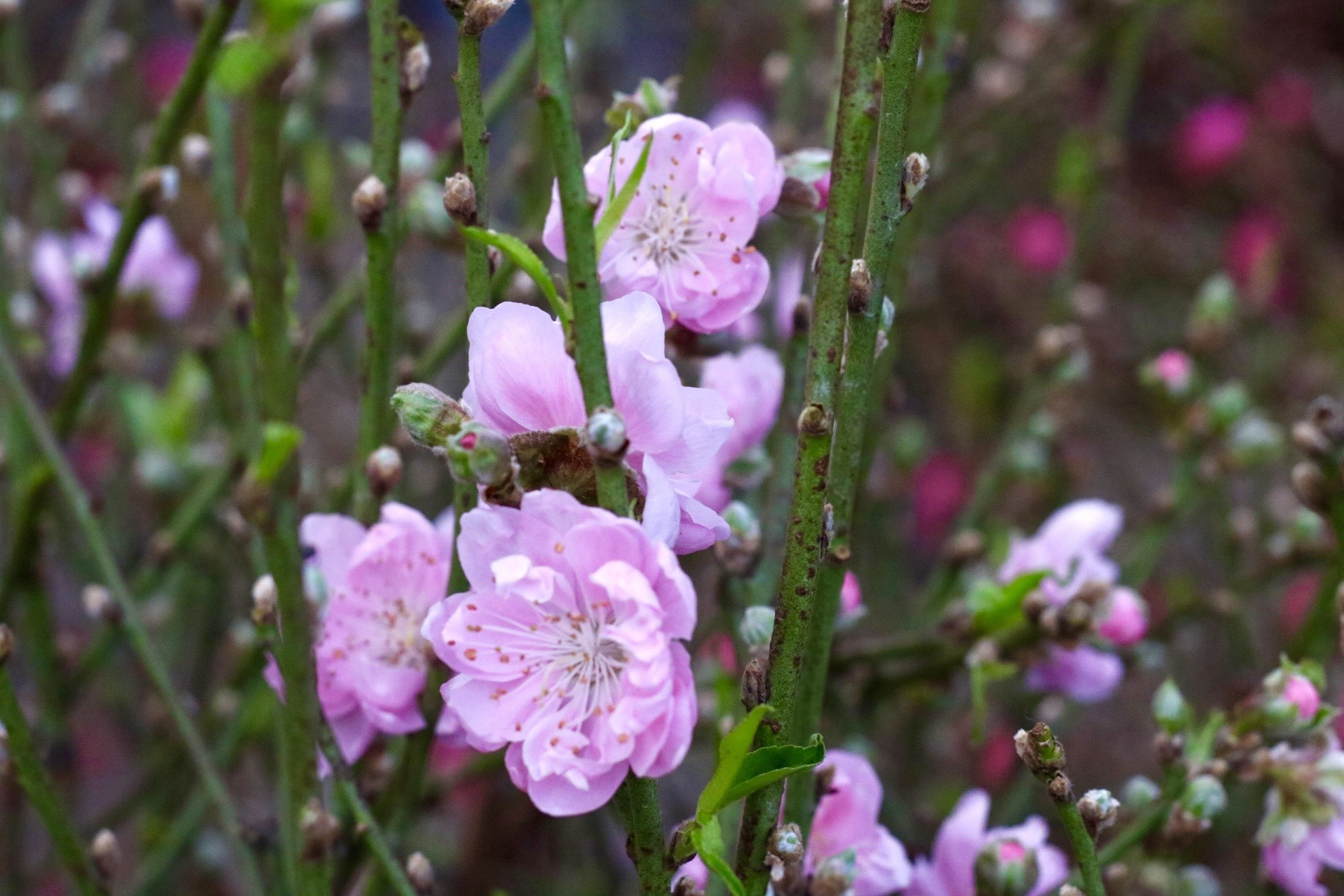 Đào Nhật Tân xuống phố, khoe sắc đón Tết sớm - Ảnh 6