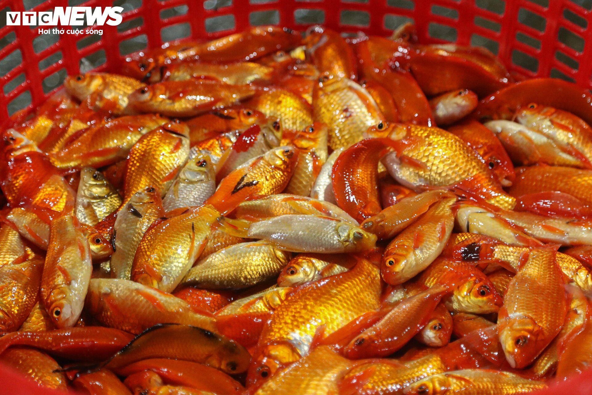 Chợ cá lớn nhất Hà Nội buôn bán xuyên đêm trước ngày ông Công, ông Táo - Ảnh 10