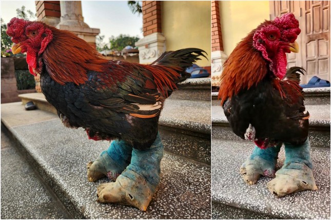 Đeo tất chân cho gà Đông Tảo - Ảnh 2