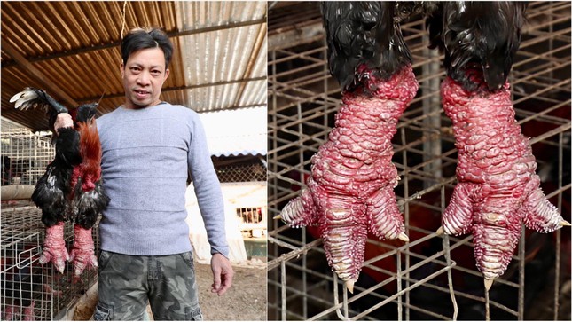 Đeo tất chân cho gà Đông Tảo - Ảnh 1