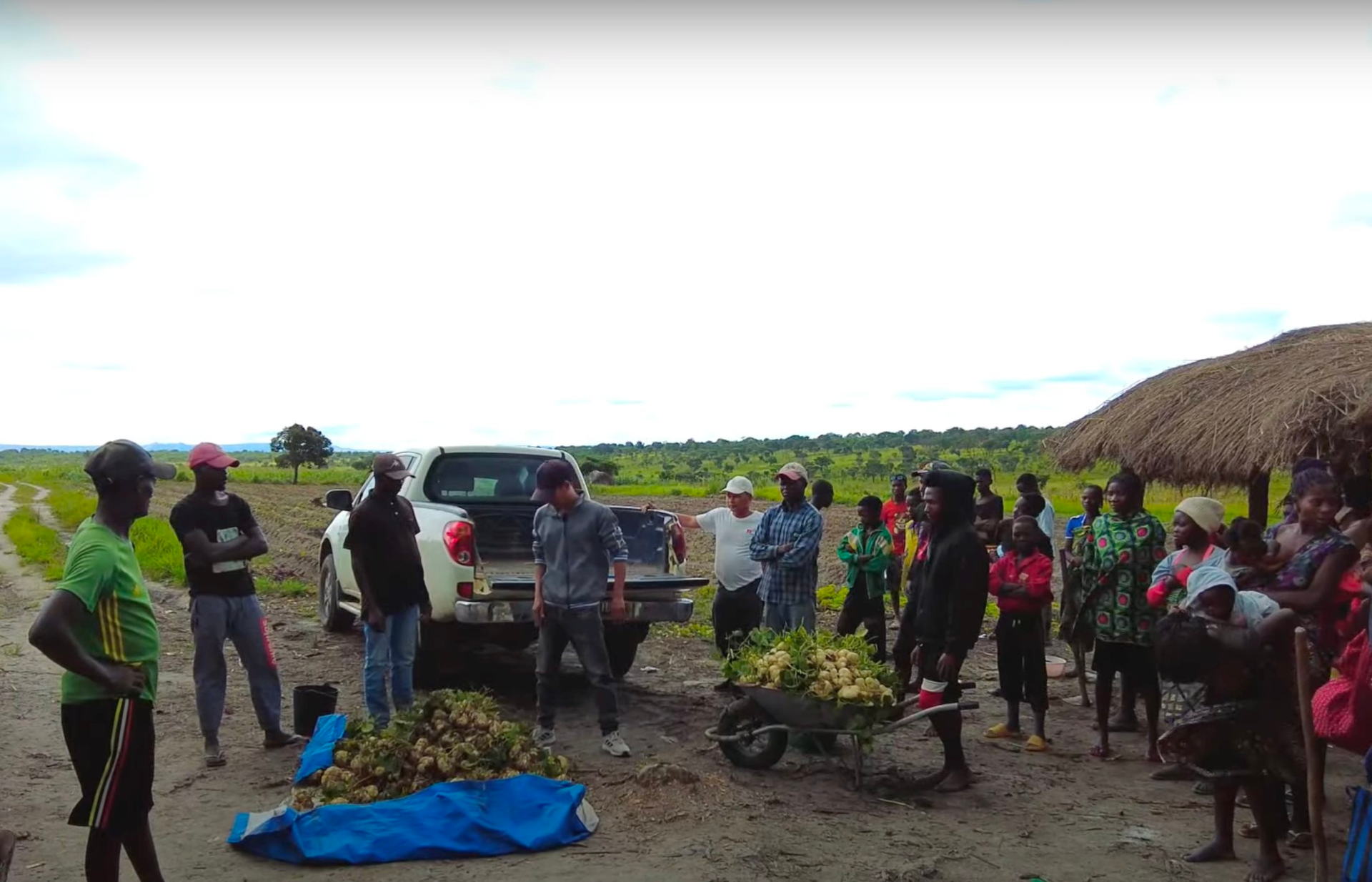 Loại củ ngọt, mát đem từ Việt Nam châu Phi trồng cho hiệu quả bất ngờ: Có củ nặng 1 kg, 2 tạ chia cho người dân ăn thử hết bay trong 1 nốt nhạc - Ảnh 2