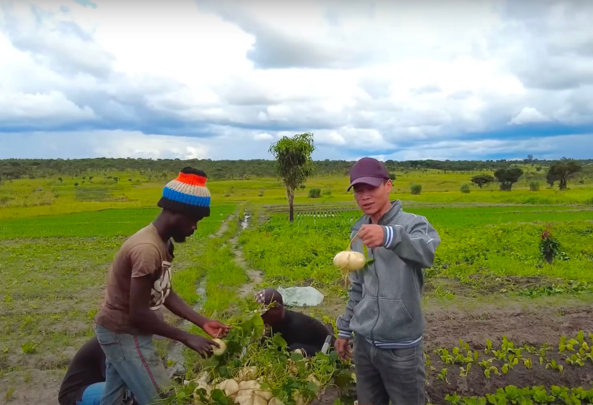 Loại củ ngọt, mát đem từ Việt Nam châu Phi trồng cho hiệu quả bất ngờ: Có củ nặng 1 kg, 2 tạ chia cho người dân ăn thử hết bay trong 1 nốt nhạc - Ảnh 1