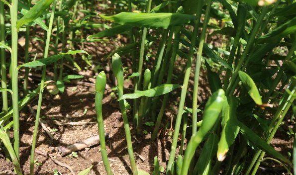 'Kho báu' nghìn tỷ dưới lòng đất của Việt Nam: Hiếm có khó tìm trên thế giới, bao nhiêu Trung Quốc cũng mua - nhập khẩu tăng 400% - Ảnh 1