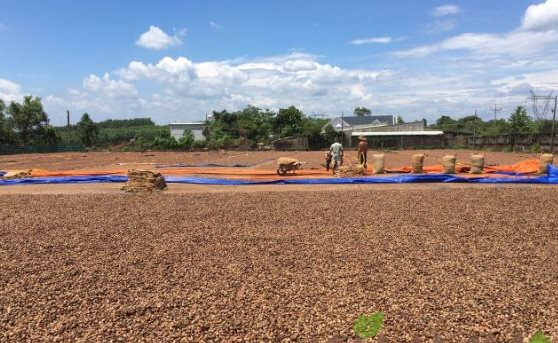 'Cứu tinh' từ Campuchia đổ bộ giúp Việt Nam trở thành vua ngành hàng này: Thu về gần 4 tỷ USD trong năm 2023, sản lượng gấp hơn 3 lần so với Ấn Độ - Ảnh 1