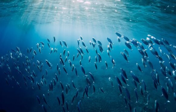 Kho báu dưới nước trăm nghìn tấn của Việt Nam: Thu về gần 1 tỷ USD trong năm qua, gần 2/3 thế giới ‘đặt gạch’ mua hàng - Ảnh 1