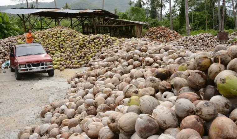 Loại quả được công nhận chất lượng nhất thế giới của Việt Nam thu về gần 1 tỷ USD, Trung Quốc, Mỹ đều ‘đặt gạch’ mua hàng - Ảnh 1