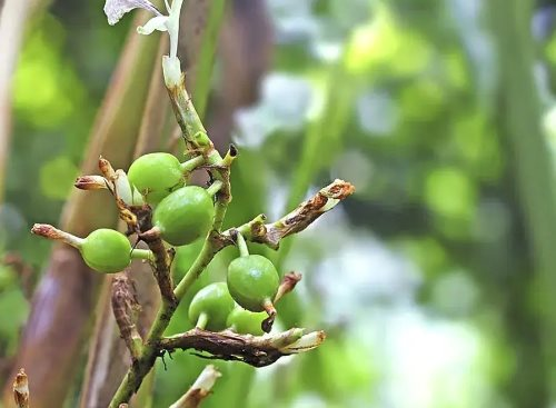 Việt Nam may mắn trồng được một loại gia vị quý hiếm đắt thứ 3 thế giới: Trồng ít nhất 3 năm mới ra quả, Hà Lan, Trung Quốc đua nhau săn lùng - Ảnh 1