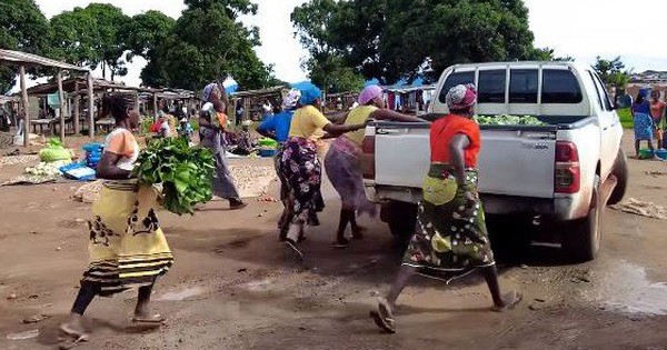 Loại lá ở Việt Nam không ai nhòm ngó, sang châu Phi được thương lái tranh mua như đặc sản