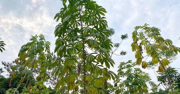 Một loại lá mọc đầy tại Việt Nam ra nước ngoài thành hàng hiếm: Nhật Bản, Hàn Quốc liên tục đổ tiền mua, thu về hàng triệu USD mỗi năm