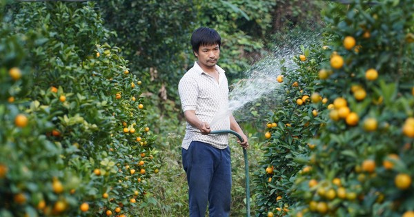 Mê mẩn vườn quất xứ Bắc trồng trên núi Hà Tĩnh của chàng kỹ sư bỏ phố về quê