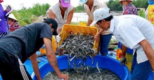 Cá kèo hút hàng, tăng giá dịp cận Tết