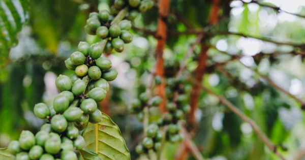Người Nga cực ‘nghiện’ đặc sản này của Việt Nam nhưng lại không trồng được: Mạnh tay gom hàng dù giá đắt đỏ, nước ta có sản lượng triệu tấn mỗi năm