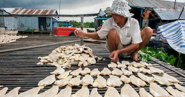 Việt Nam sở hữu kho báu dưới nước được 2/3 thế giới 'thèm khát': Người Trung Quốc thừa nhận 'ăn đứt' hàng nội, thu về hàng tỷ USD năm qua