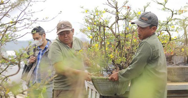 Mai vàng thủ phủ miền Trung lên đường ra Bắc vào Nam