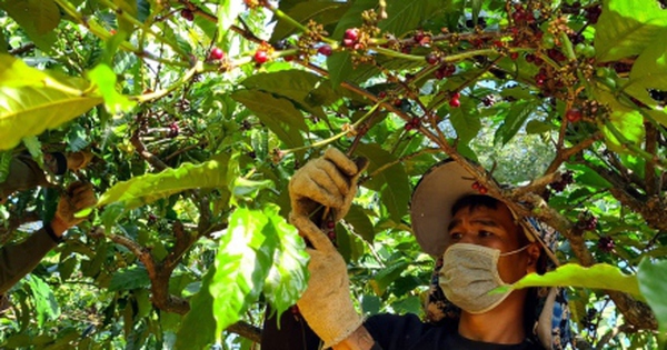 Giá cà phê lên xuống thất thường làm khó người trồng và kinh doanh ở Đắk Lắk