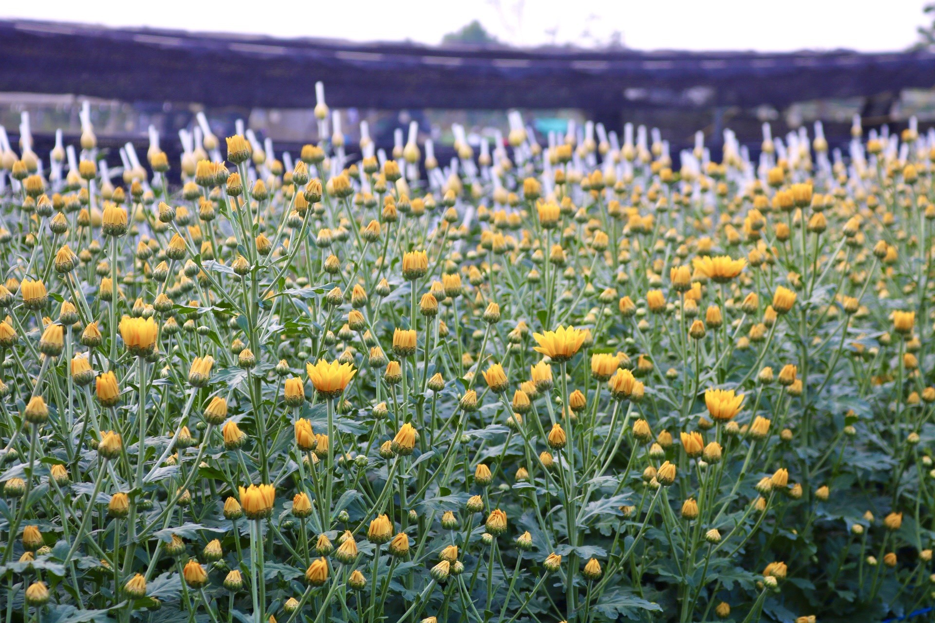 Thủ phủ hoa lớn nhất xứ Thanh: Người làm vườn trông chờ vụ Tết để 'gỡ vốn' - Ảnh 14