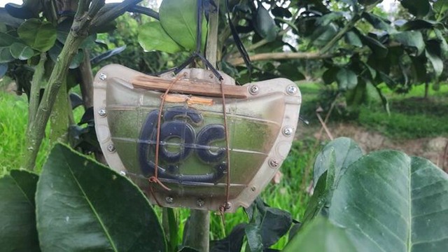 Loại quả phải có trên bàn thờ ngày Tết được biến hoá 'kỳ lạ', giá đắt hơn chục lần bình thường - Ảnh 2