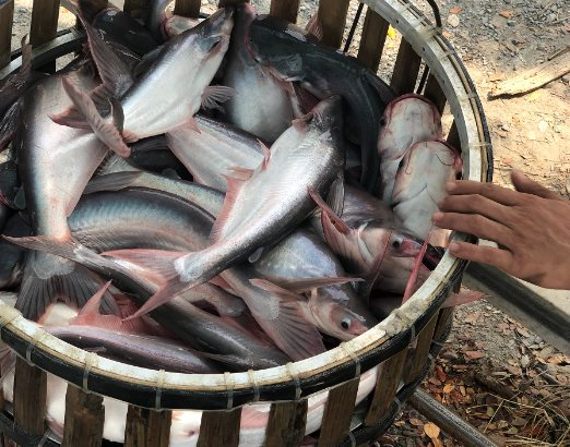 Việt Nam sở hữu kho báu dưới nước được 2/3 thế giới 'thèm khát': Người Trung Quốc thừa nhận 'ăn đứt' hàng nội, thu về hàng tỷ USD năm qua - Ảnh 2