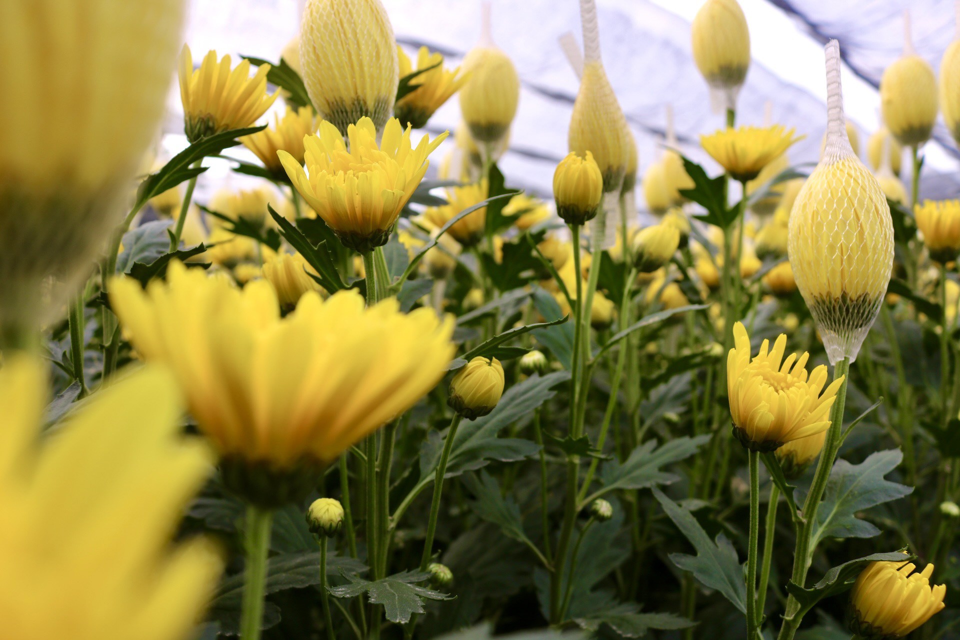 Thủ phủ hoa lớn nhất xứ Thanh: Người làm vườn trông chờ vụ Tết để 'gỡ vốn' - Ảnh 3