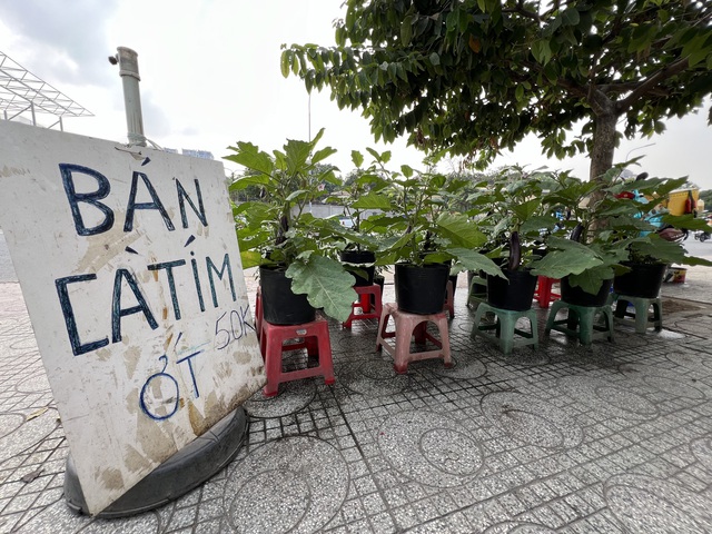 Hoa kiểng Tết tràn ra đường, giá dễ chịu - Ảnh 7