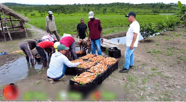 Loại lá ở Việt Nam không ai nhòm ngó, sang châu Phi được thương lái tranh mua như đặc sản - Ảnh 2