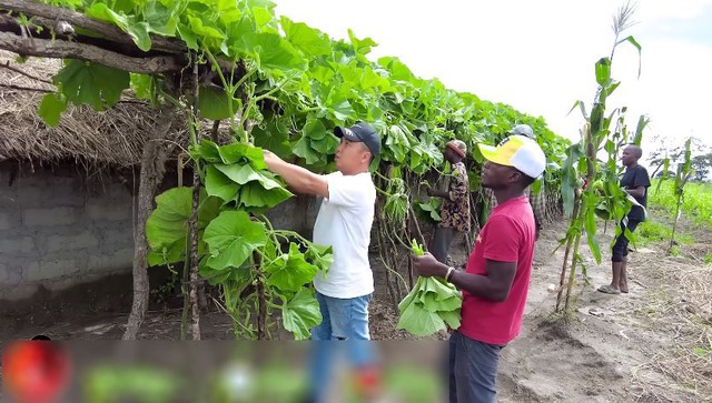 Loại lá ở Việt Nam không ai nhòm ngó, sang châu Phi được thương lái tranh mua như đặc sản - Ảnh 3