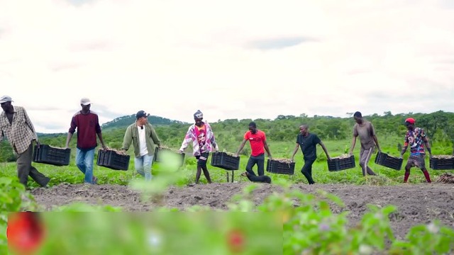 Loại lá ở Việt Nam không ai nhòm ngó, sang châu Phi được thương lái tranh mua như đặc sản - Ảnh 1