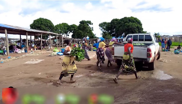 Loại lá ở Việt Nam không ai nhòm ngó, sang châu Phi được thương lái tranh mua như đặc sản - Ảnh 5
