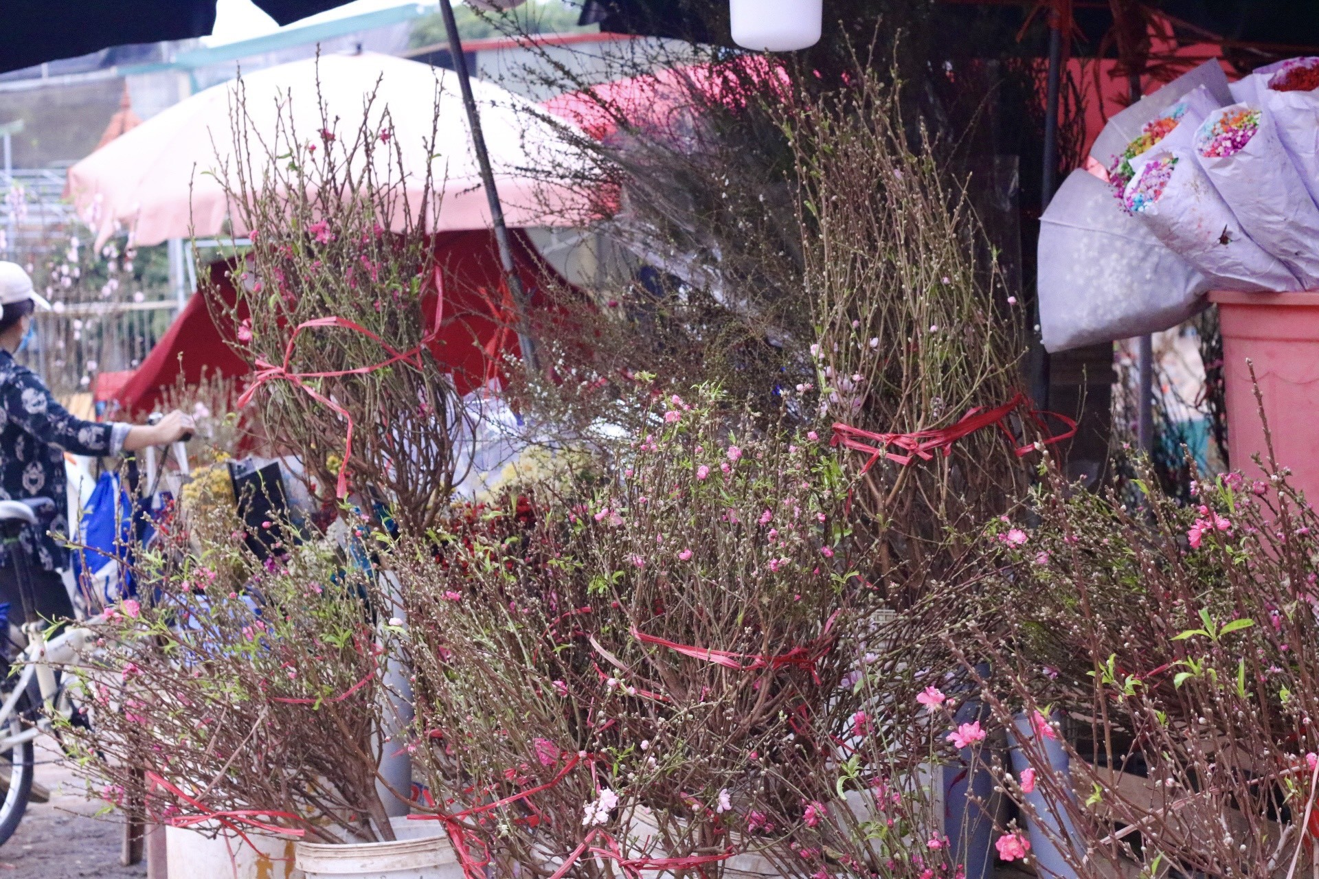 Đào Nhật Tân xuống phố, khoe sắc đón Tết sớm - Ảnh 1