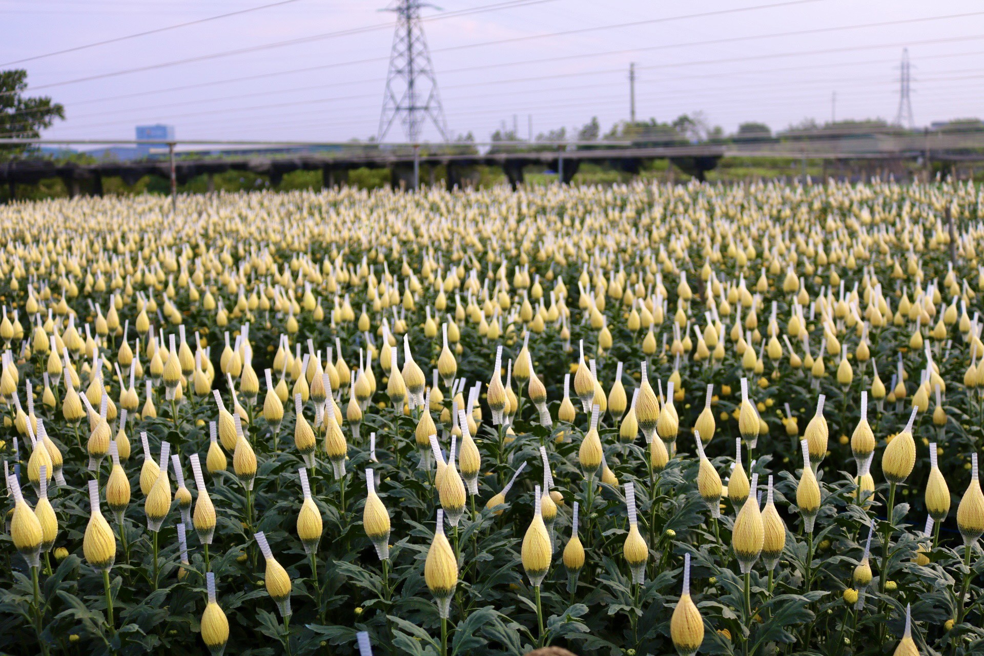 Thủ phủ hoa lớn nhất xứ Thanh: Người làm vườn trông chờ vụ Tết để 'gỡ vốn' - Ảnh 2