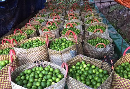 Loại quả ở Việt Nam nhiều vô kể, sang trời Tây thành đặc sản không đối thủ, quý như 'vàng xanh' giá hơn 700 nghìn đồng/kg - Ảnh 1