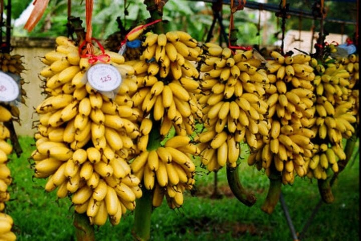 Đặc sản chuối 'tiến vua' vào mùa hốt bạc - Ảnh 1
