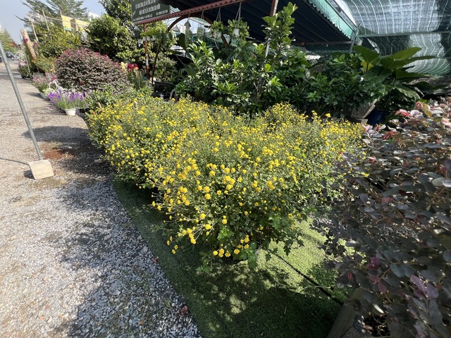 Hoa kiểng Tết tràn ra đường, giá dễ chịu - Ảnh 3