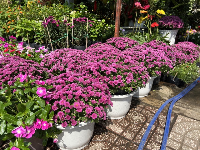 Hoa kiểng Tết tràn ra đường, giá dễ chịu - Ảnh 5