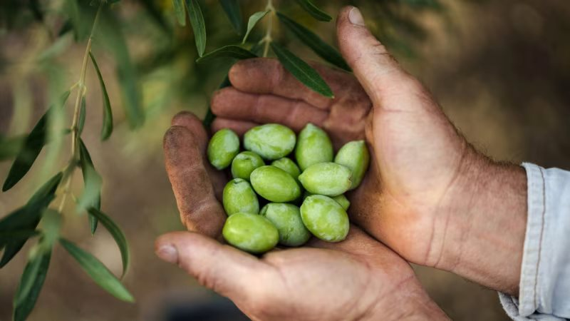 Cơn sốt loại quả 'vàng lỏng' ở một quốc gia châu Âu: Giá tăng gấp đôi lên gần 250 triệu/tấn, xuất hiện cả nạn trộm cắp - Ảnh 1