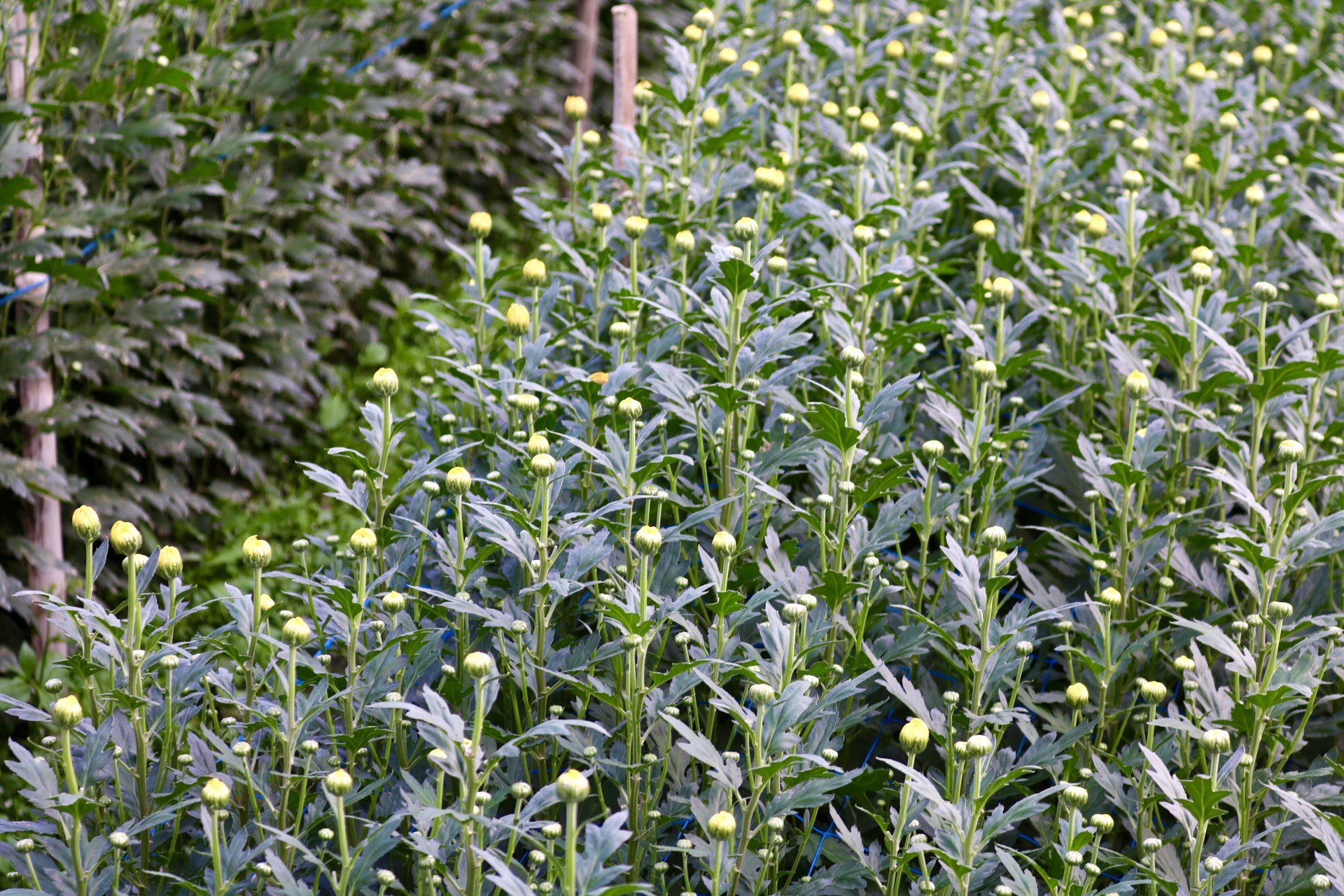 Thủ phủ hoa lớn nhất xứ Thanh: Người làm vườn trông chờ vụ Tết để 'gỡ vốn' - Ảnh 4