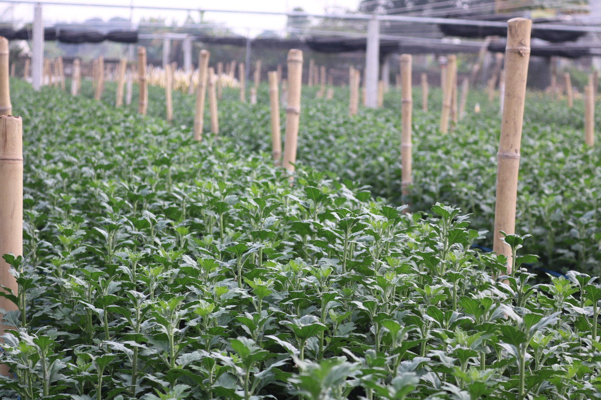 Thủ phủ hoa lớn nhất xứ Thanh: Người làm vườn trông chờ vụ Tết để 'gỡ vốn' - Ảnh 9