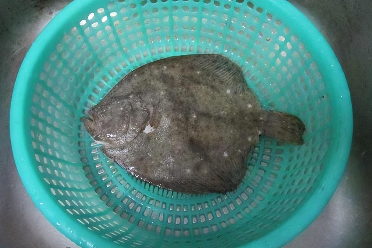 Khi mua cá ăn Tết, người thông minh sẽ chọn 3 loại này, người bán thế nào cũng khen bạn nức nở - Ảnh 5