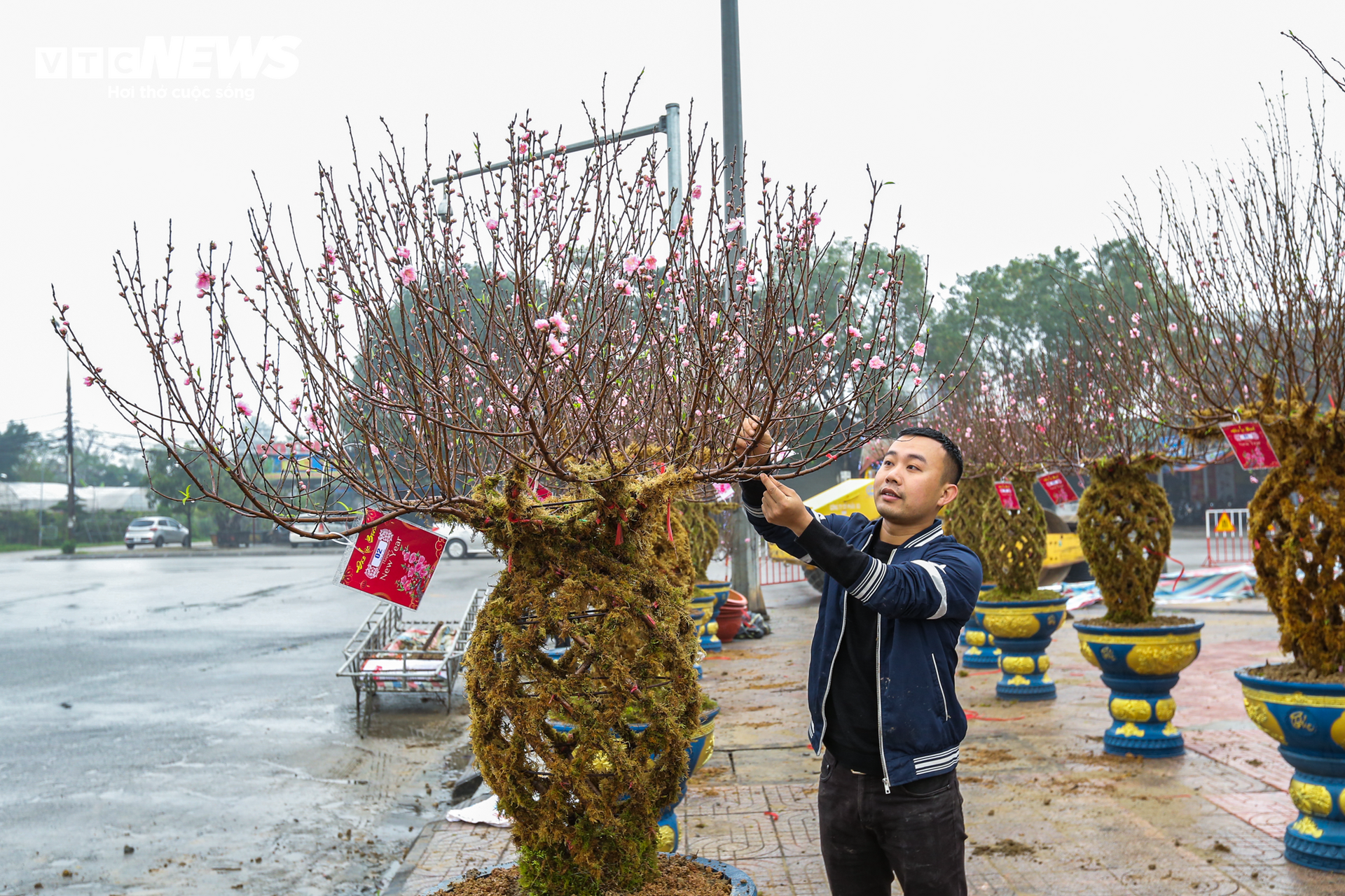 Độc đáo 10 cây đào uốn thành chiếc lộc bình hút khách chơi Tết - Ảnh 2